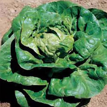 Romaine lettuce Little Gem