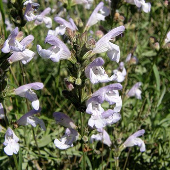 Spanish Sage