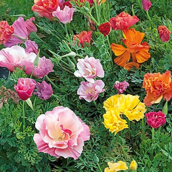 Californian Poppy Mission Bells