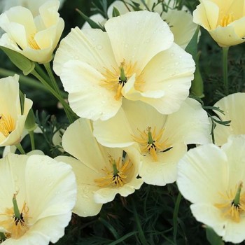 Californian Poppy Alba