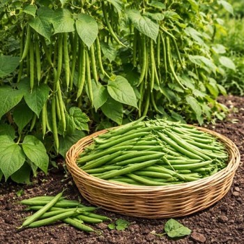 Sperzieboon - Slenderette