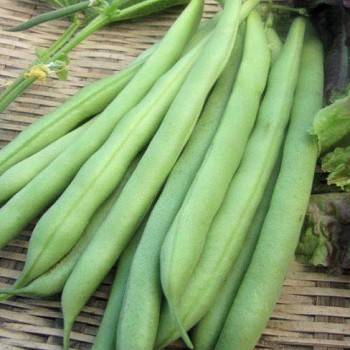 French Bean Cropper Teepee