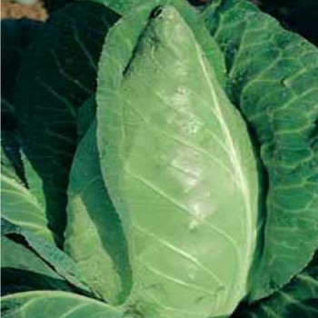 Oxheart Cabbage Eersteling