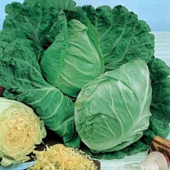 Oxheart Cabbage Ossenhart