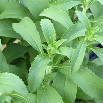 Sweetleaf (stevia)