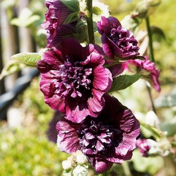 Hollyhock Chater's double-flowered mixed