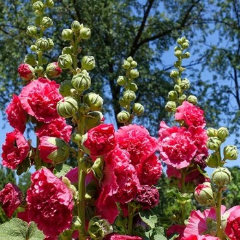 Hollyhock Chater's Scarlet double-flowered mixed