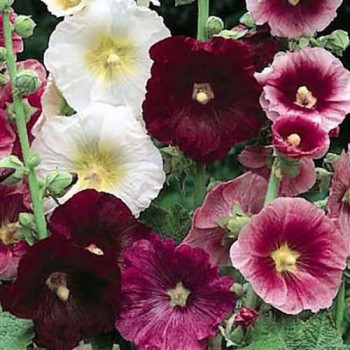 Hollyhock Indian Spring mixed