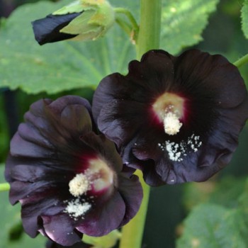 Hollyhock Jet Black