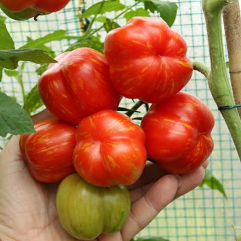 Tomato Striped Stuffer
