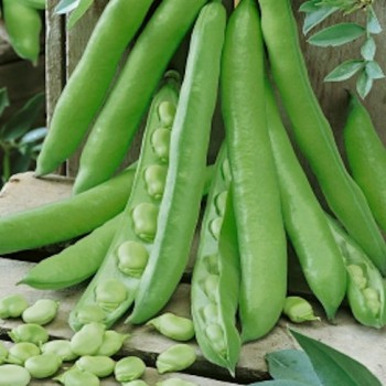 Broad Bean Superaquadulce