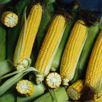 Sweet Corn Sweet Nugget F1