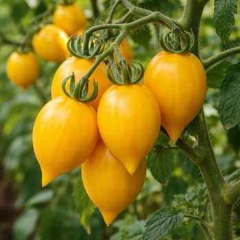 A Grappoli de Invierno