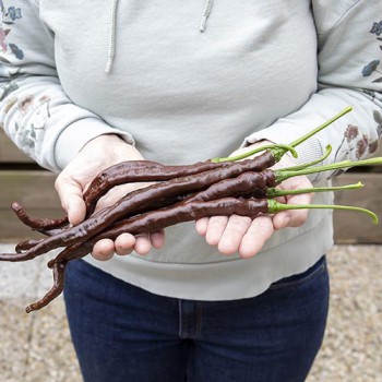 Hot pepper Thunder Cacho Brown