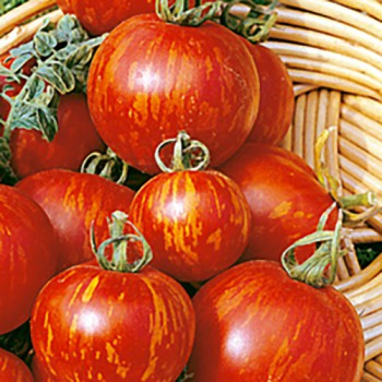 Tomato Tigerella