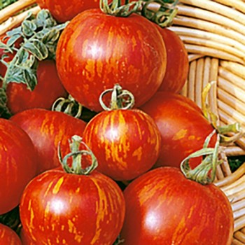 Cherry tomato Tigrella