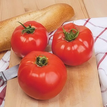Tomato Ace 55 VF
