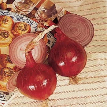 Onion Red Amposta 