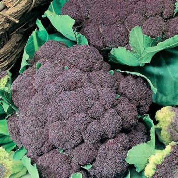 Cauliflower Violetto Di Sicilia 
