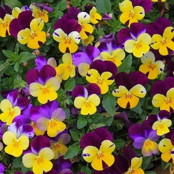 Horned Pansy Johnny Jump Up