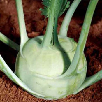 Kohlrabi White Vienna