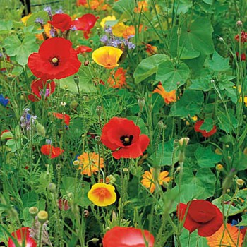 Wildflower mix