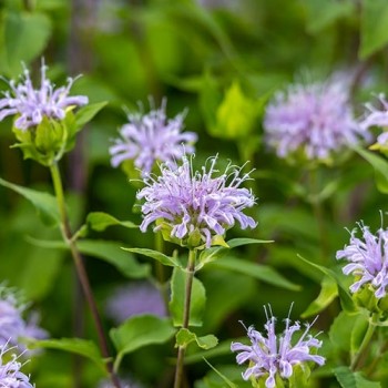 Wild Bergamot