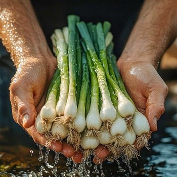 Spring Onion Welsh Winter Nest