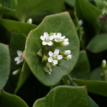 Winter purslane