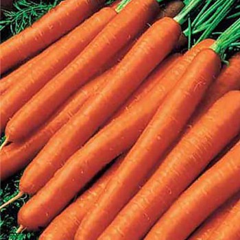 Vegetable Amsterdam Forcing 2-4000 Seeds Carrot 