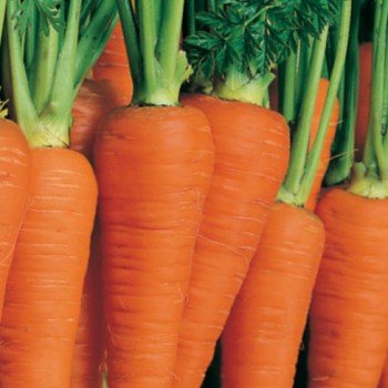 Carrot Autumn King 2