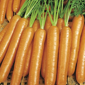 Winter carrot Berlikumer 2 