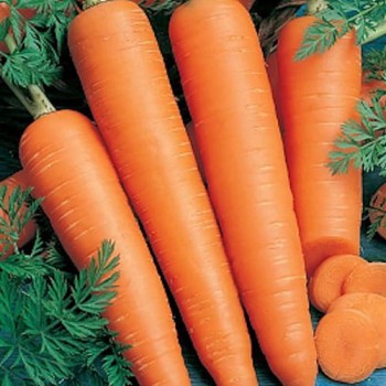 Wintercarrot Flakkee 2