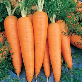 Carrot Saint Valery
