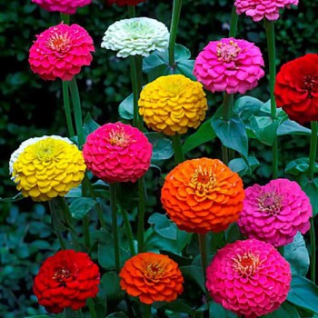 Zinnia Lilliput mixed