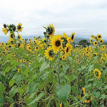 Sunflower Henry Wilde