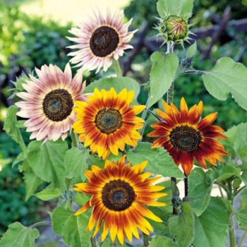 Sunflower Autumn Beauty