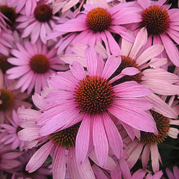 Purple Coneflower