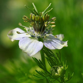 Black Cumin