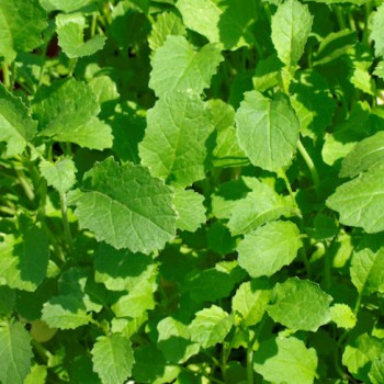 Black Mustard