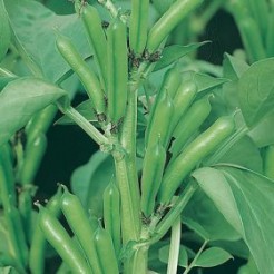 Broad Bean Sutton Dwarf