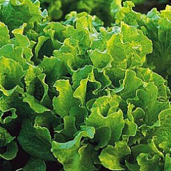 Picking lettuce Black Seeded Simpson