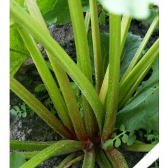 Rhubarb Victoria