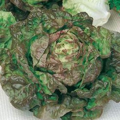 Butterhead lettuce Marvel of 4 seasons