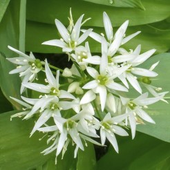 Wild Garlic