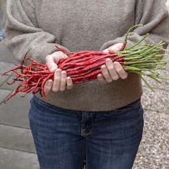 Hot pepper Thunder Mountain Longhorn