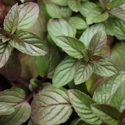 Munt 'Chocolade' plant