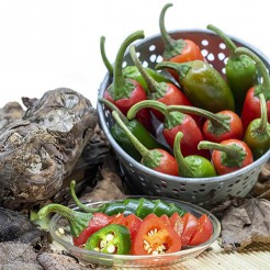 Hot pepper Jalapeno Early