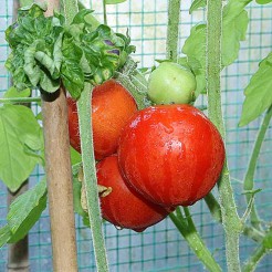 Tomato Stick