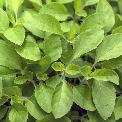 Basil Holy (Tulsi)